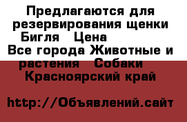 Предлагаются для резервирования щенки Бигля › Цена ­ 40 000 - Все города Животные и растения » Собаки   . Красноярский край